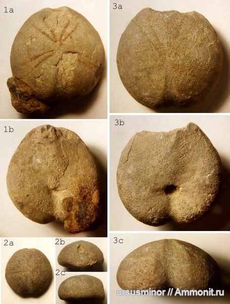 морские ежи, Holaster, нижний готерив