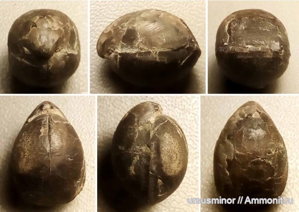 келловей, Zeilleria, Terebratulida, Новый Свет