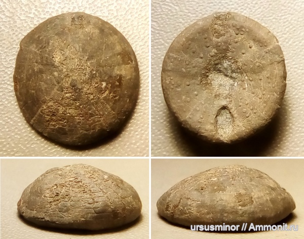 морские ежи, келловей, Новый Свет