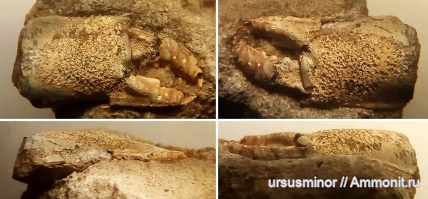 раки, нижний готерив, Axiidea, Axiidae