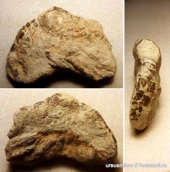 раки, готерив, нижний готерив, Glypheidae, Glyphea, Glypheidea