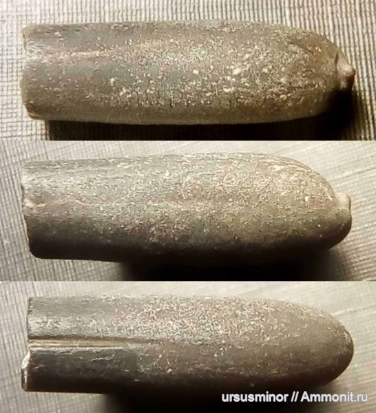 белемниты, оксфорд, мыс Айя, Duvaliidae