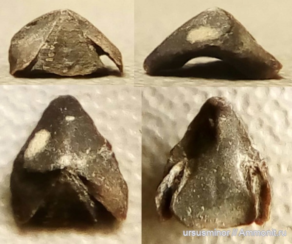 оксфорд, ринхолиты, Gonatocheilus, Gonatocheilus oxfordiensis, мыс Айя