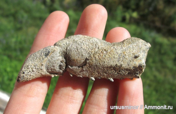 раки, валанжин, Hoploparia, Hoploparia dentata, верхний валанжин