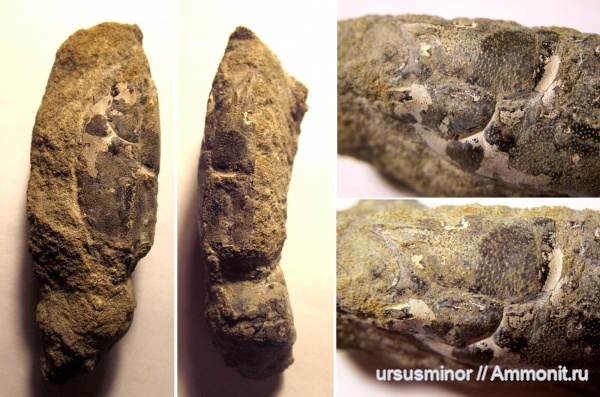 раки, валанжин, Hoploparia, Hoploparia dentata, верхний валанжин