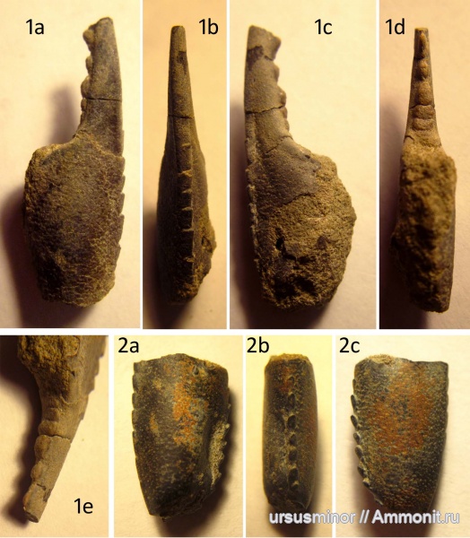 раки, валанжин, Hoploparia, Hoploparia dentata, верхний валанжин