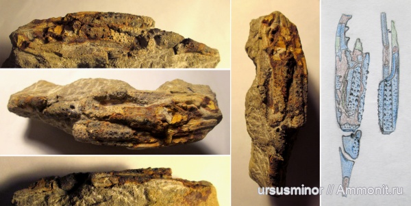 раки, валанжин, верхний валанжин, Nephropsidae