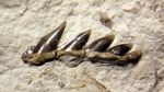 Зуб Gladioserratus? sp., сеноман