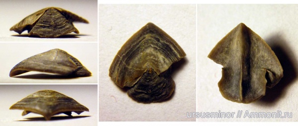 ринхолиты, Akidocheilus, верхний баррем, Akidocheilus (Planecapula), Akidocheilus (Planecapula) infirus