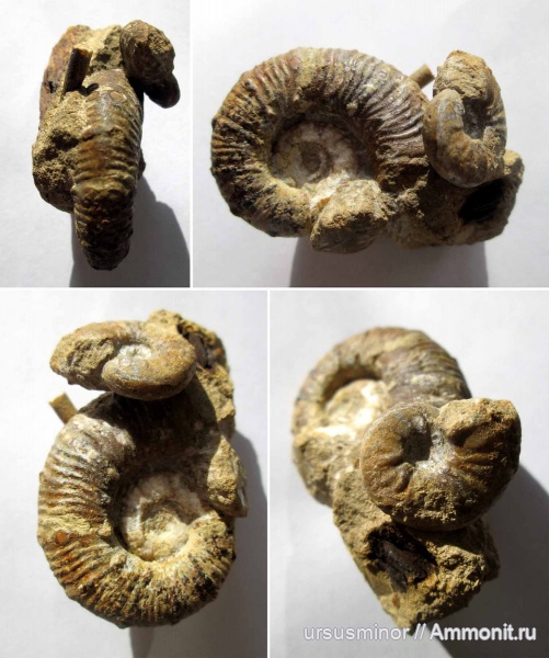 Crioceratites, нижний готерив, Breistofferella, Endemoceratidae, зона Leopoldia desmoceroides, Crioceratidae, Breistofferella varappensis