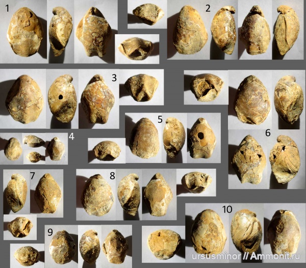 валанжин, Terebratulida, нижний валанжин, Loriolithyris, Tropeothyris salevensis, Tropeothyris