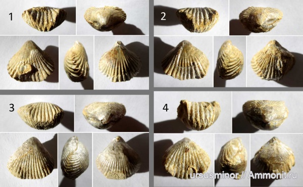 Rhynchonellida, Cyclothyris, Бахчисарайский район, нижний готерив, Lamellaerhynchia