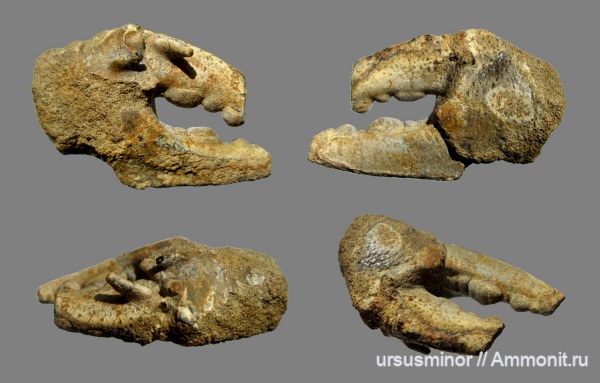 раки, валанжин, Hoploparia, Hoploparia dentata, верхний валанжин, зона Callidiscus