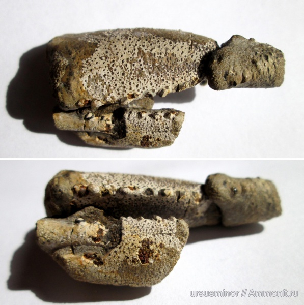 раки, валанжин, Hoploparia, Hoploparia dentata, верхний валанжин, зона Callidiscus