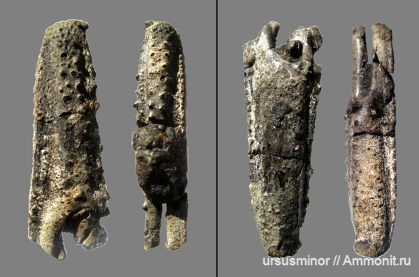 раки, валанжин, верхний валанжин, Nephropsidae