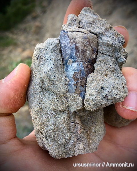 Hoploparia, Hoploparia dentata, верхний валанжин