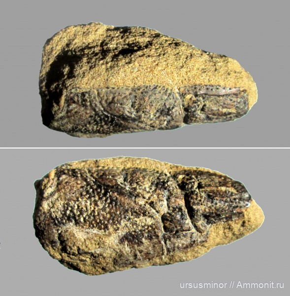 раки, нижний готерив, верхний валанжин, Glyphea, Glypheidea, Glyphea regleyana