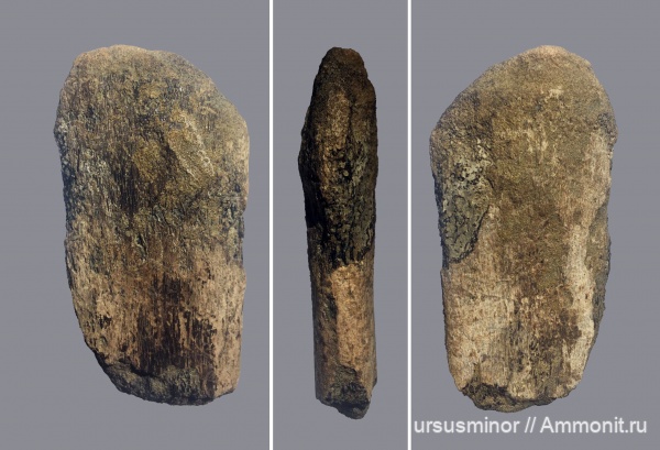 рептилии, верхний валанжин, зона Eleniceras tauricum