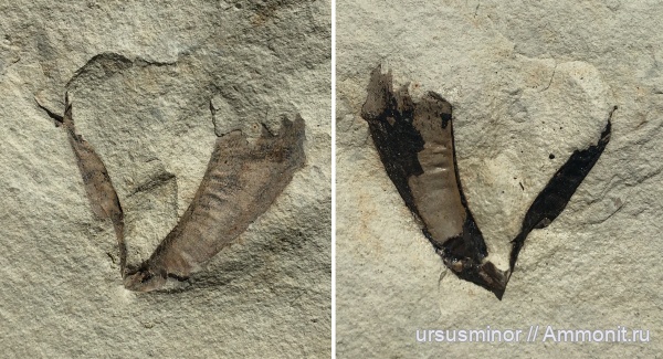 аммониты, сеноман, Трудолюбовка, анаптихи