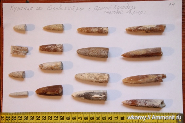 белемниты, моллюски, мезозой, курск