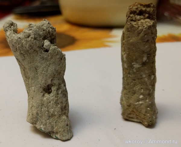 ихнофоссилии