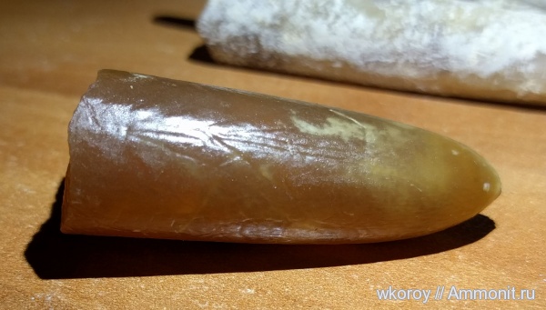 белемниты, верхний мел, Belemnitella, курск