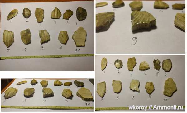 моллюски, Inoceramus, турон, иноцерамусы