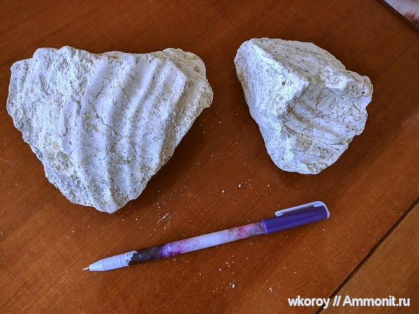 мел, двустворчатые моллюски, верхний мел, устрицы, Inoceramus, турон