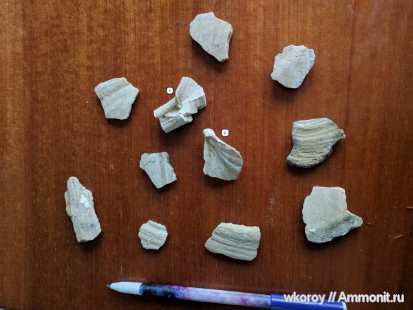 мел, двустворчатые моллюски, верхний мел, устрицы, Inoceramus, турон