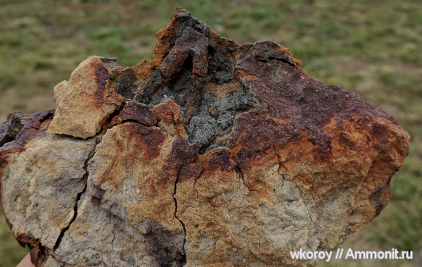 Флора, ранний эоцен, поздний олигоцен, с.Молотычи