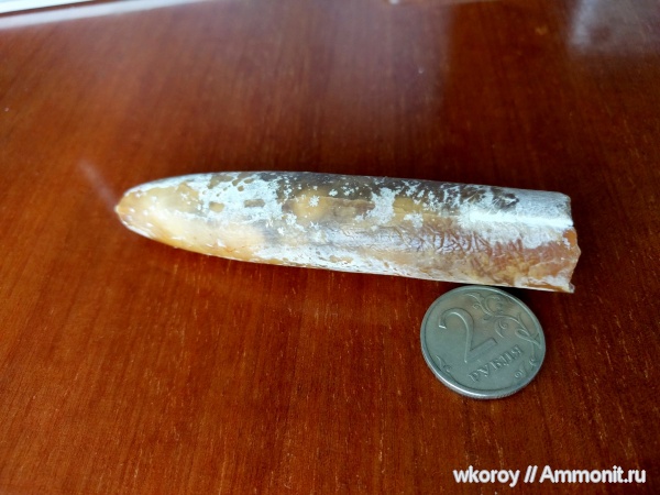 белемниты, мел