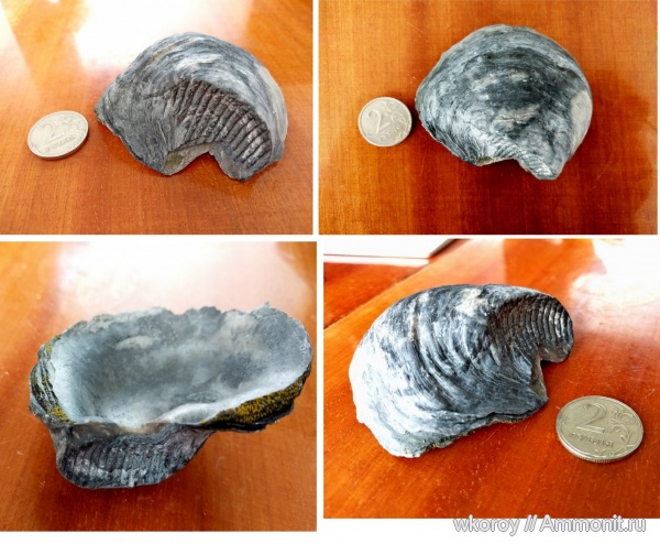моллюски, мезозой, Gryphaea, ксеноморфизм, xenomorphism, КПС