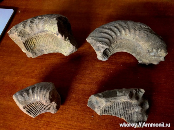 аммониты, нижний келловей, Kepplerites, Gowericeras, михайловский гок, курск