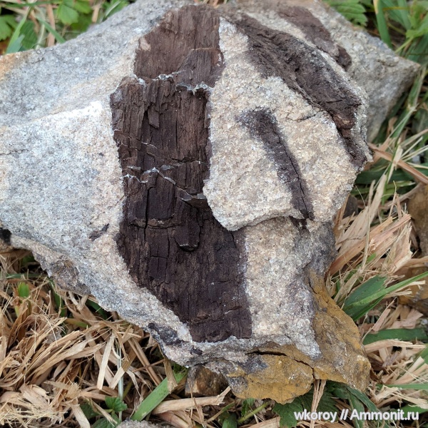 Флора, ранний эоцен, поздний олигоцен, с.Молотычи, курск, КПС