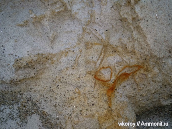 губки, курск