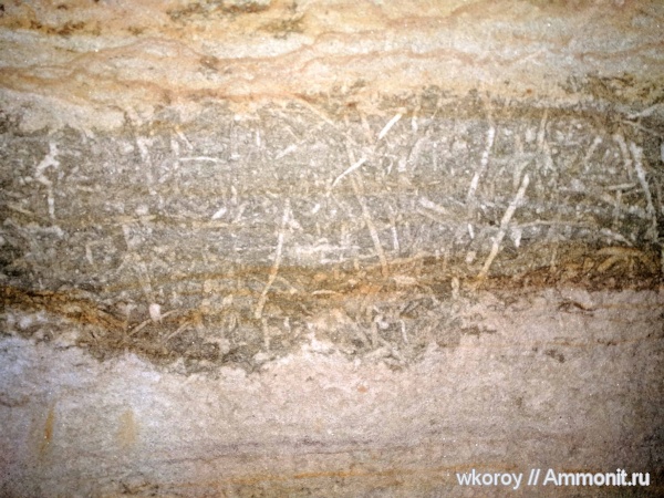 растения, Курская область, курск