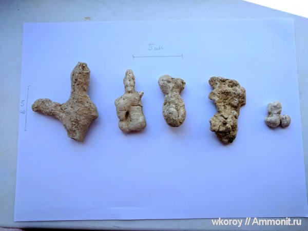 мел, губки, курск