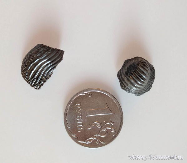 верхний мел, Ptychodus, хрящевые, курск, КПС