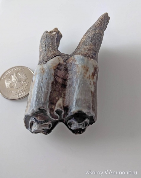 зубы, кайнозой, курск