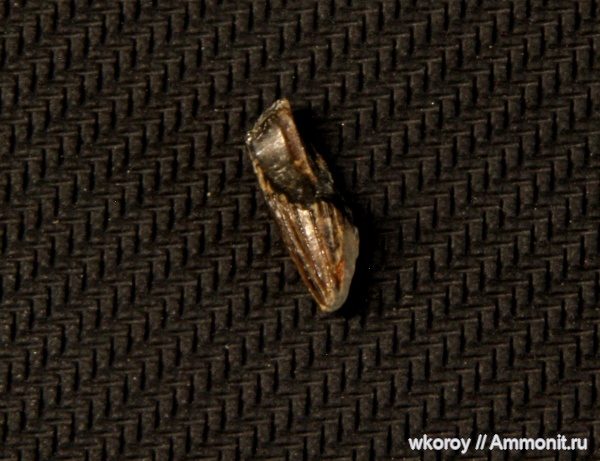 мел, зубы, плезиозавры, курск, КПС