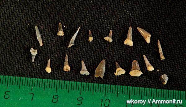 зубы, меловой период, акулы, Ptychodus, курск, КПС