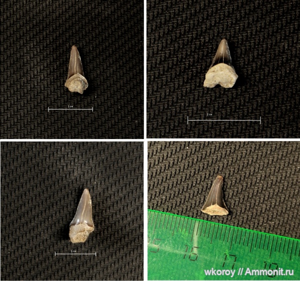 мел, зубы, акулы, курск