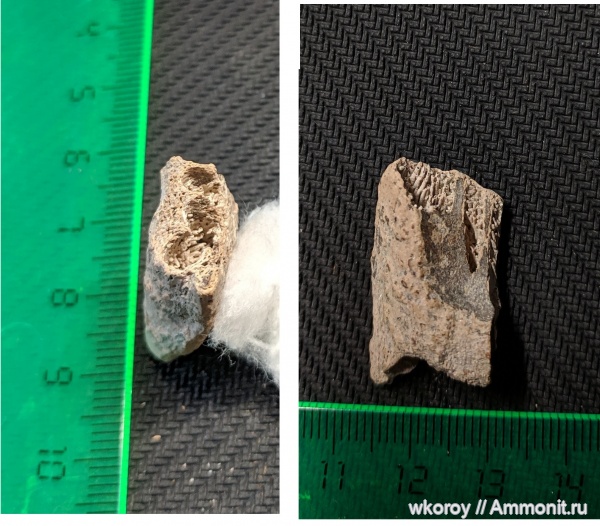 мел, позвоночные, курск, КПС