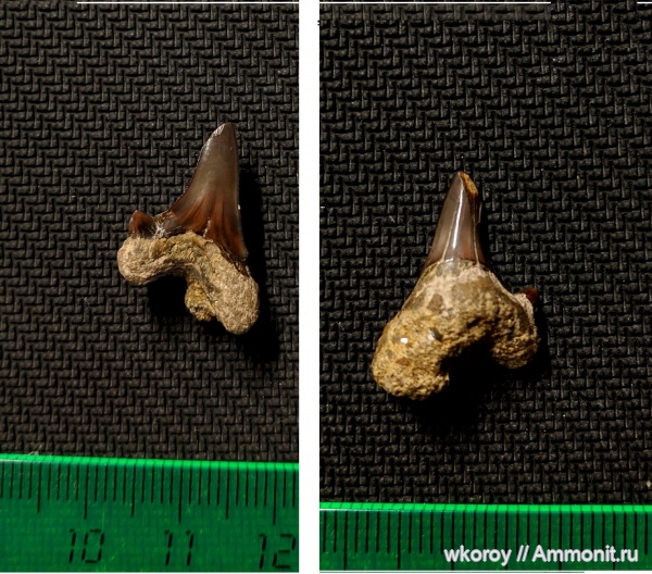 мел, зубы, акулы, хрящевые, курск, КПС