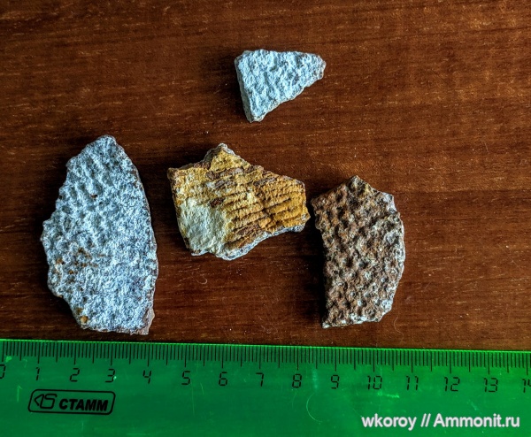 мел, губки, курск, КПС