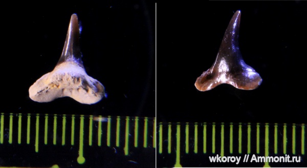 акулы, зубы акул, Synechodus, КПС