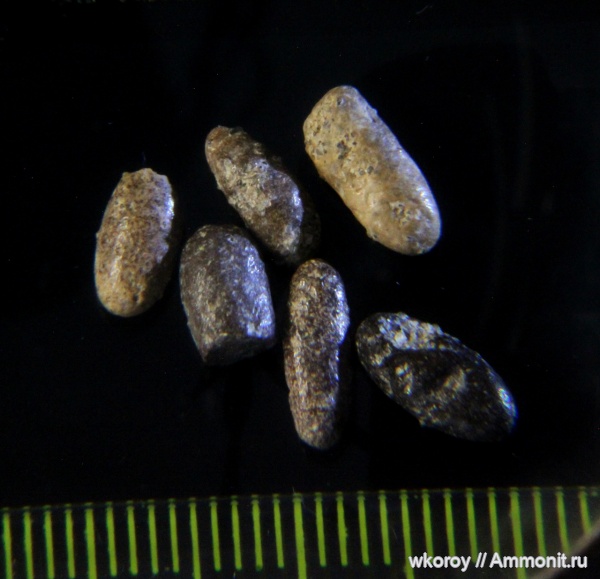 копролиты, КПС