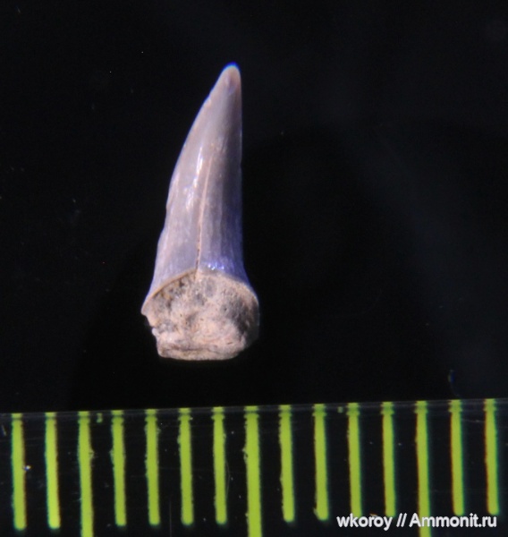 зубы акул, КПС