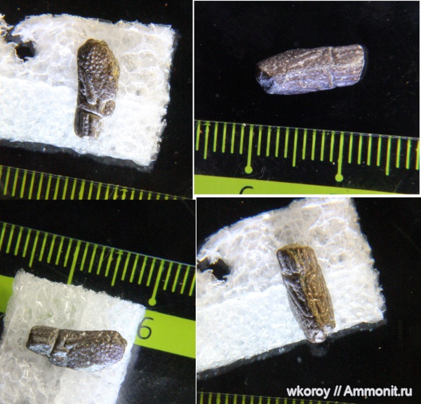 ракообразные, КПС