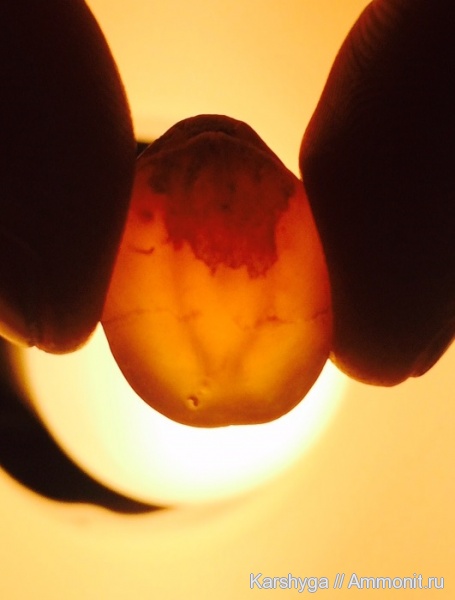 лофофор, ручной аппарат, Terebratulida